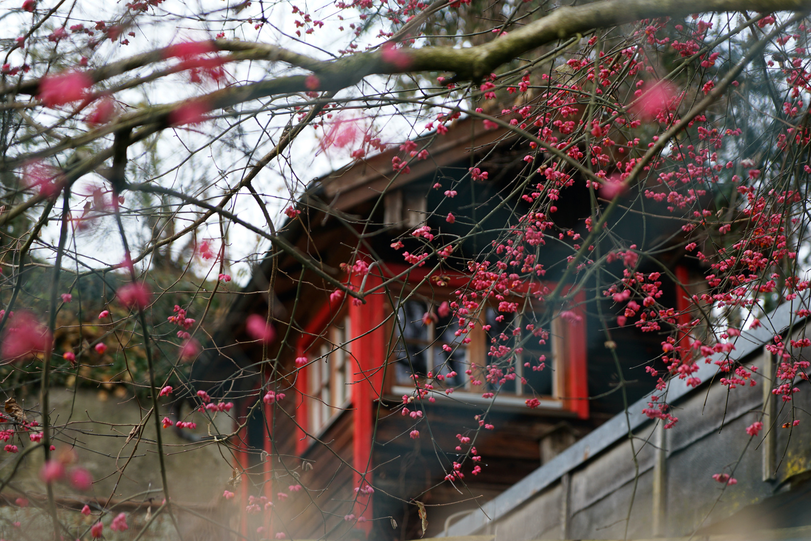 Fast wie Mandelblüte in Japan ...