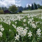 Fast wie Schnee, nur schöner und duftend ! (2)