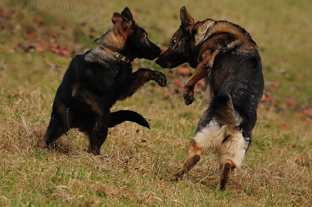 Fast wie Tango...