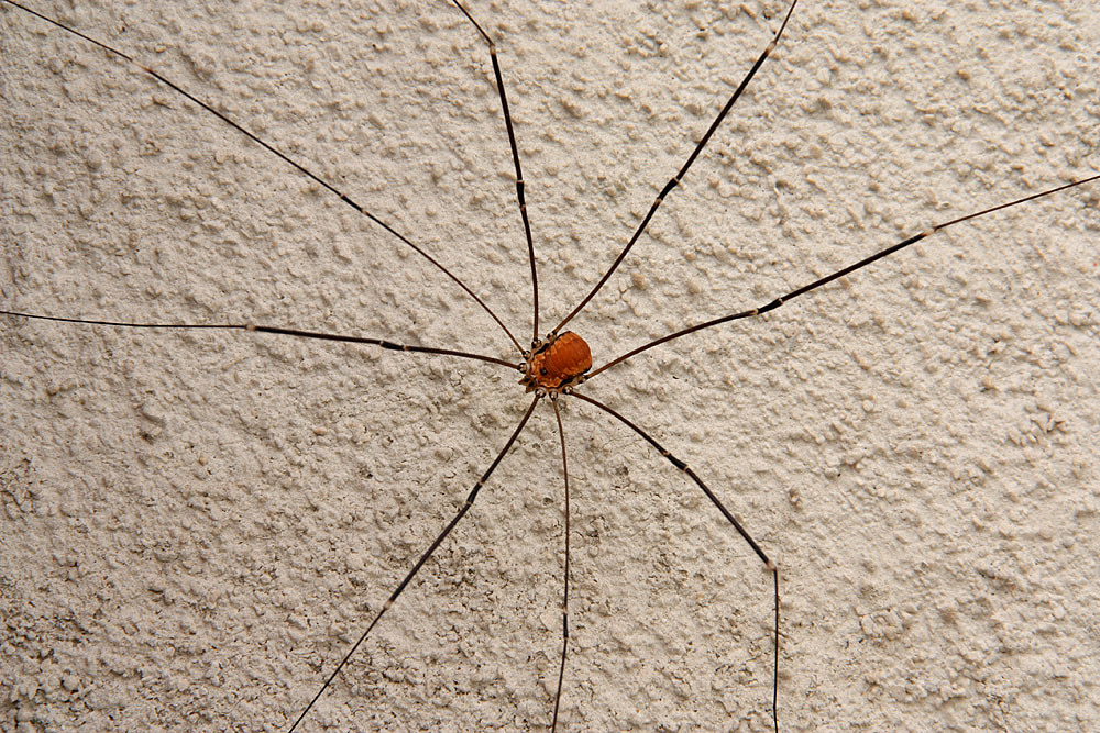 Fast zwei Drittel eines Weberknechtes