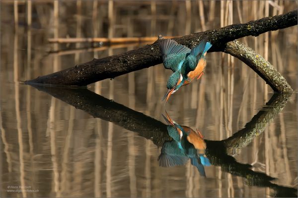 Fast zwei Eisvögel :-)