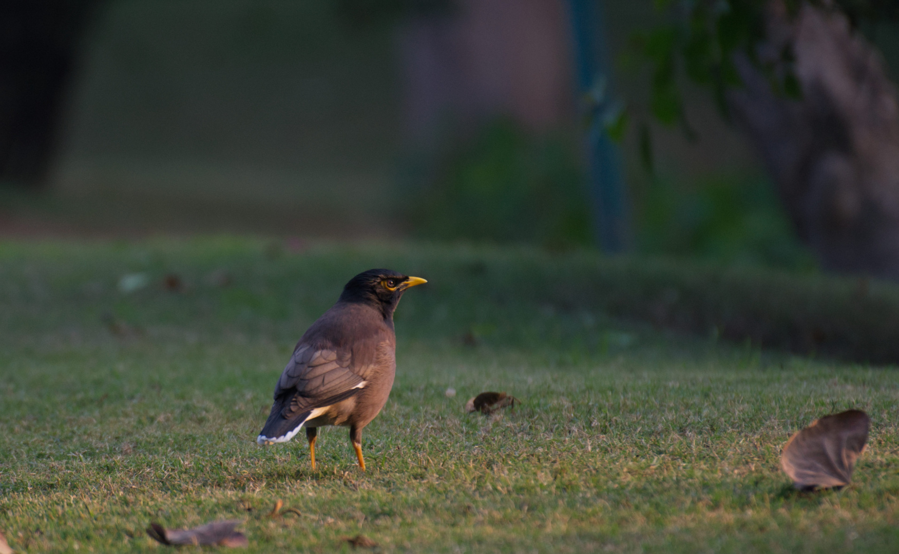 (fast)alle Vögel sind schon da.