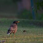 (fast)alle Vögel sind schon da.