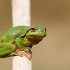 Faszienierende Füße - Laubfrosch -