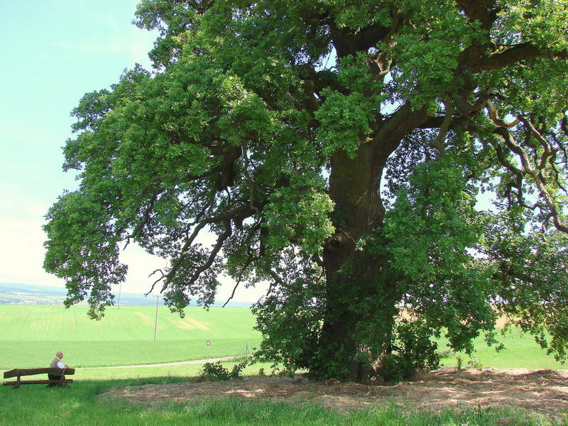 Faszination alter Baum