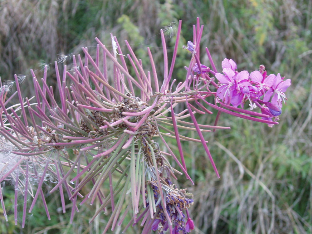 "Faszination Blüte"