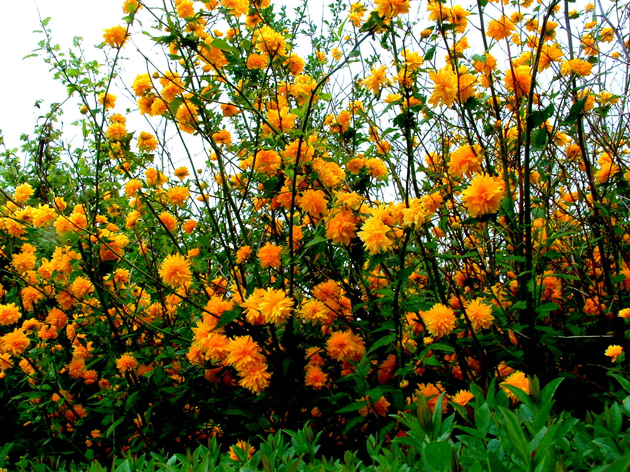 Faszination Blüten in gelb