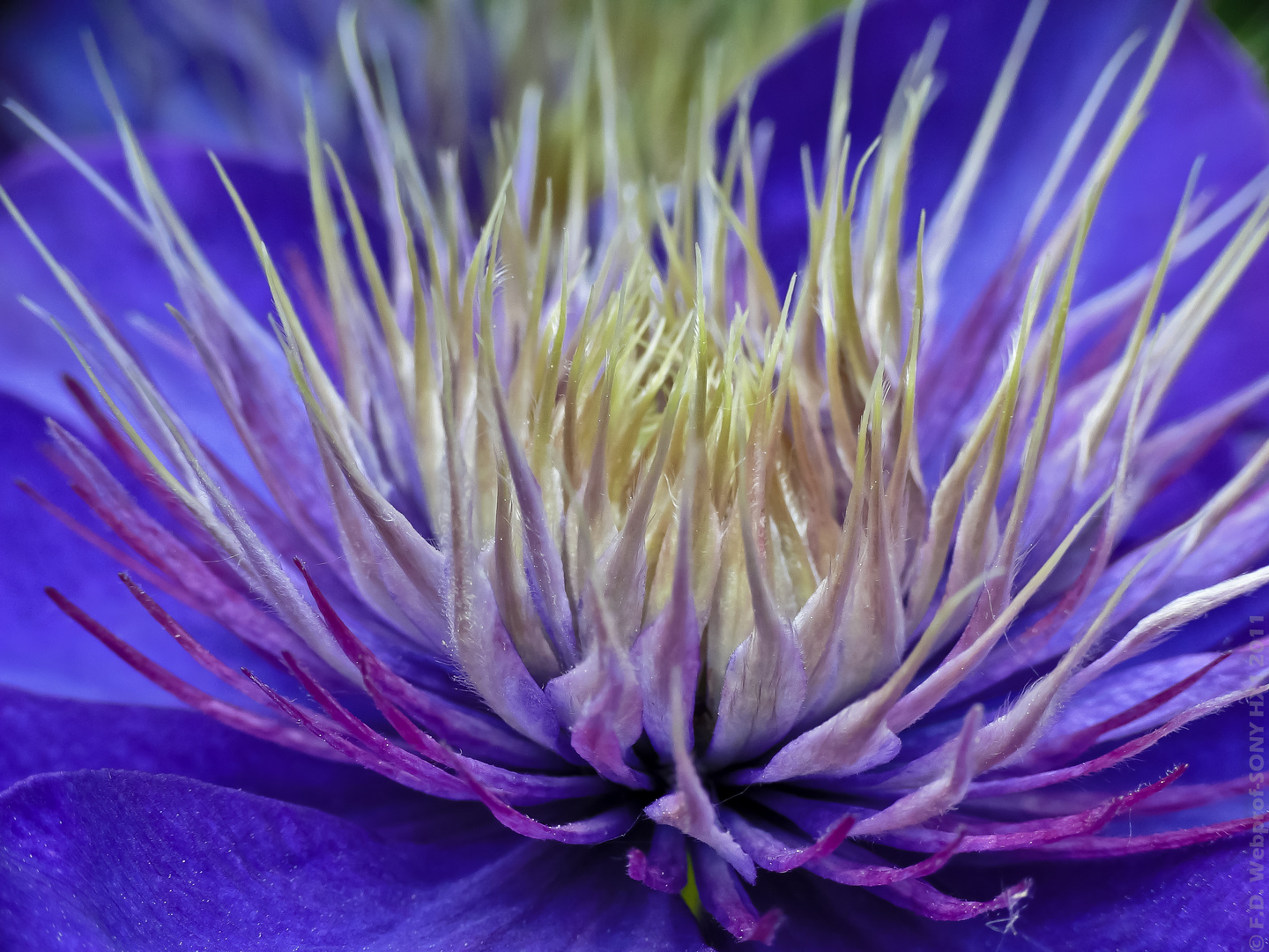 Faszination Blumen Bluten Foto Bild Pflanzen Pilze Flechten Bluten Kleinpflanzen Bilder Auf Fotocommunity