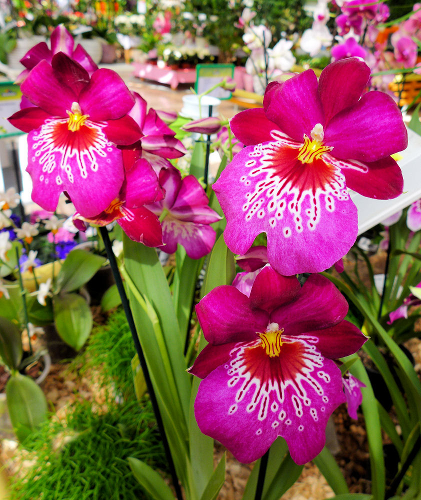 Faszination der Orchideen