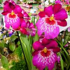 Faszination der Orchideen