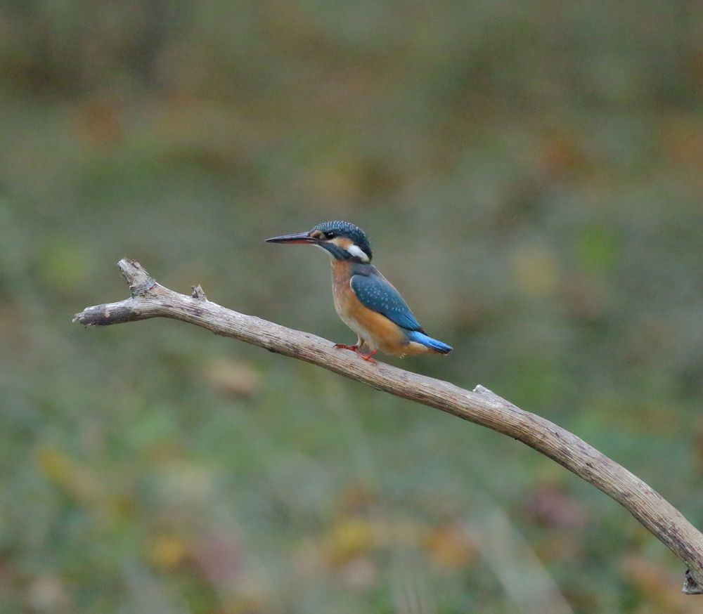 Faszination Eisvogel, Eisvogelweibchen