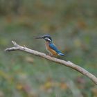 Faszination Eisvogel, Eisvogelweibchen