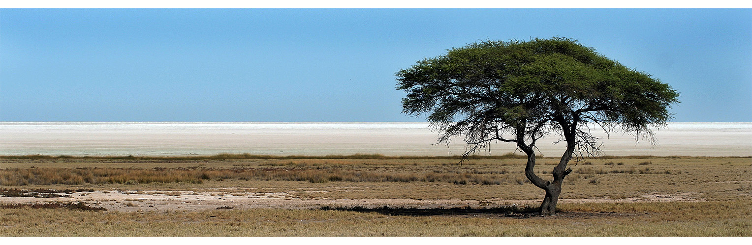 Faszination Etosha