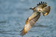 Faszination Fischadler, wildlife 