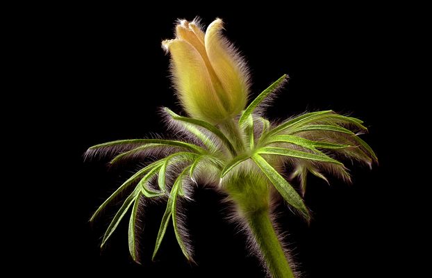 Faszination  Frühlingsblumen - ( Stacking Bild ) 