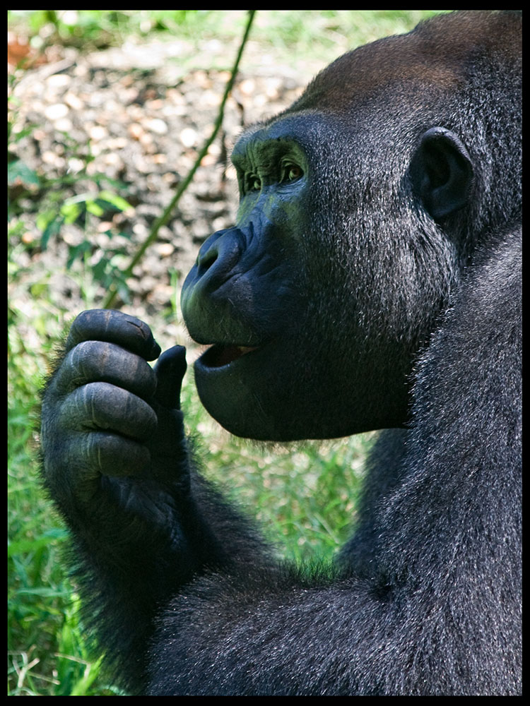 Faszination Gorilla