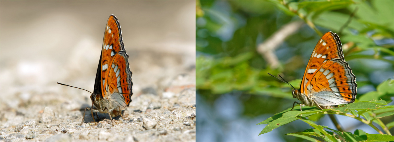 Faszination " Großer Eisvogel " (Limenitis populi)