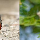 Faszination " Großer Eisvogel " (Limenitis populi)