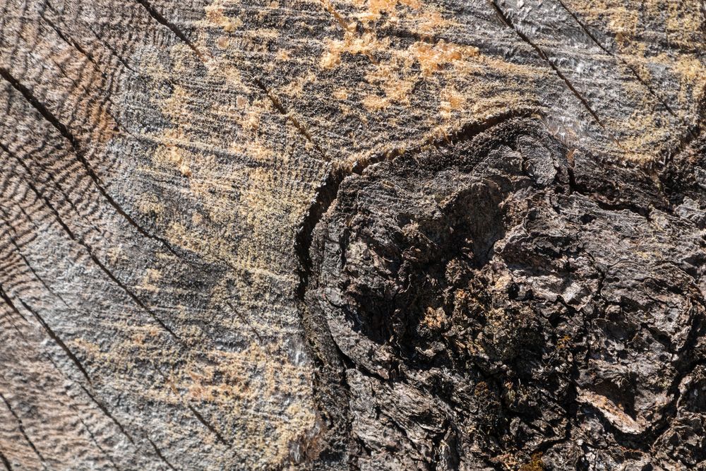 Faszination Holz ... ein wahres Wunder der Natur