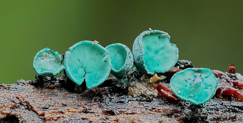 Faszination in türkis Foto & Bild natur, pilze, pilzecke Bilder auf
