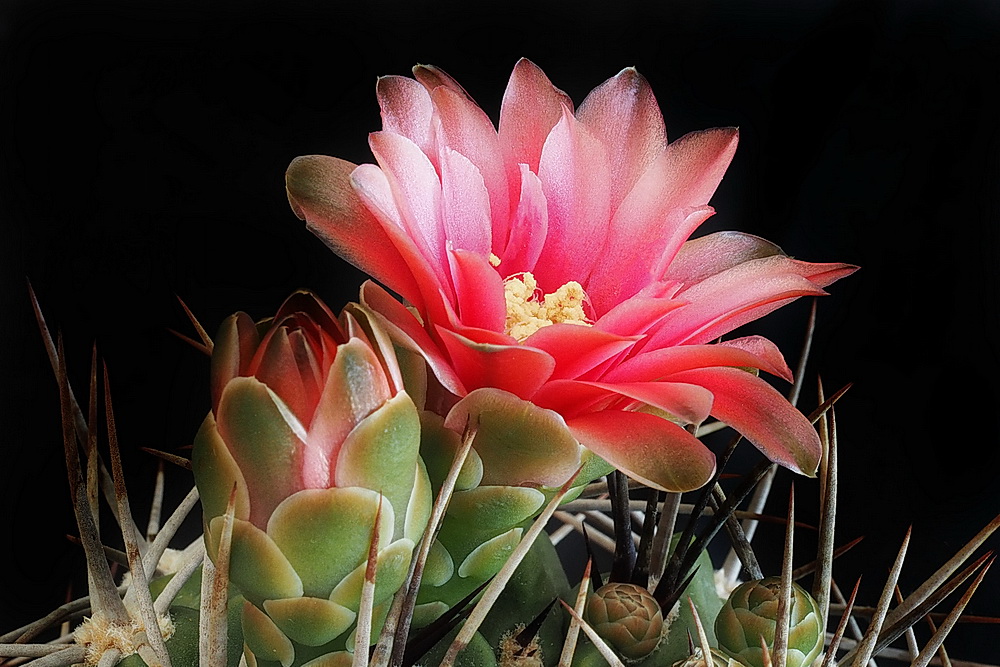 Faszination Kakteen : Gymnocalycium Pfalz 