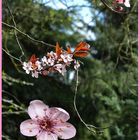 faszination kirschblüte