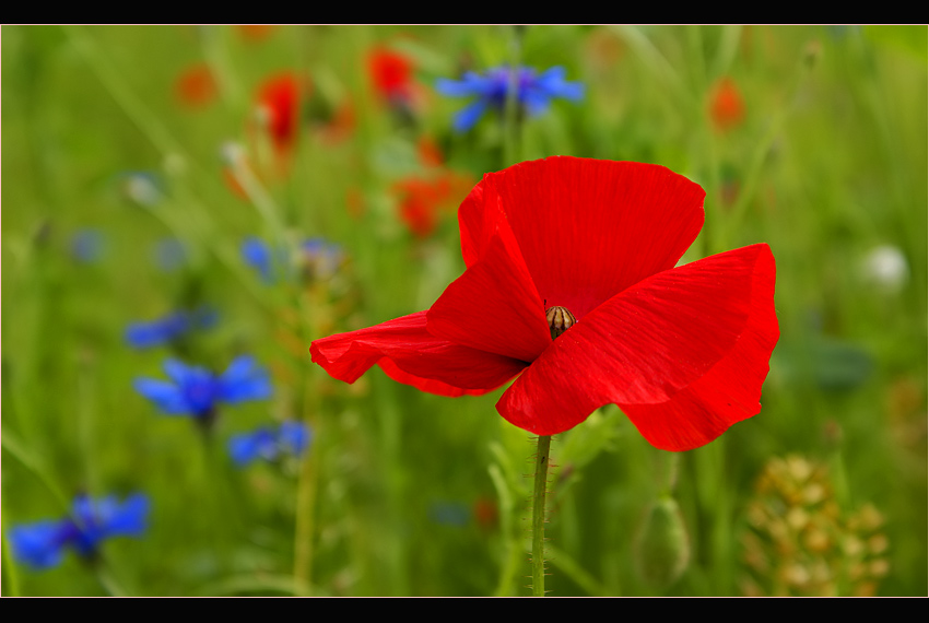 *Faszination Klatschmohn*