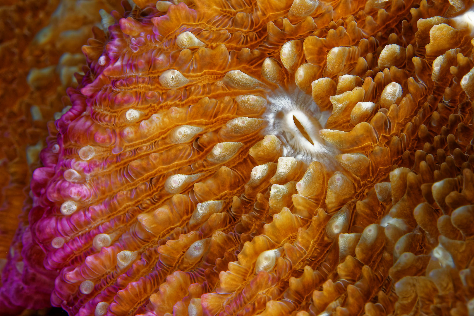 Faszination Korallenmund