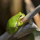 Faszination Laubfrosch  (Hyla arborea)