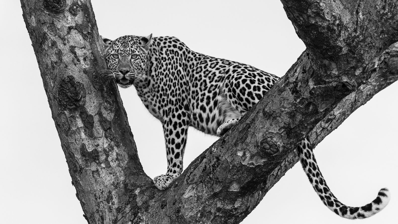 Faszination Leopard Foto Bild Baum Natur Schwarz Weiss Bilder Auf Fotocommunity