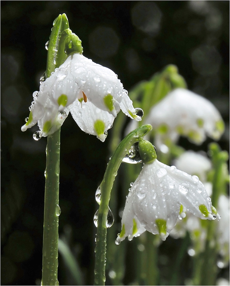 Faszination Leucojum