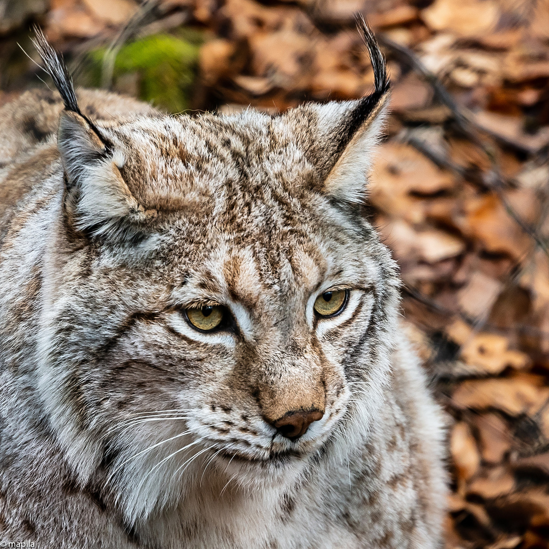 ——— Faszination LUCHS ———