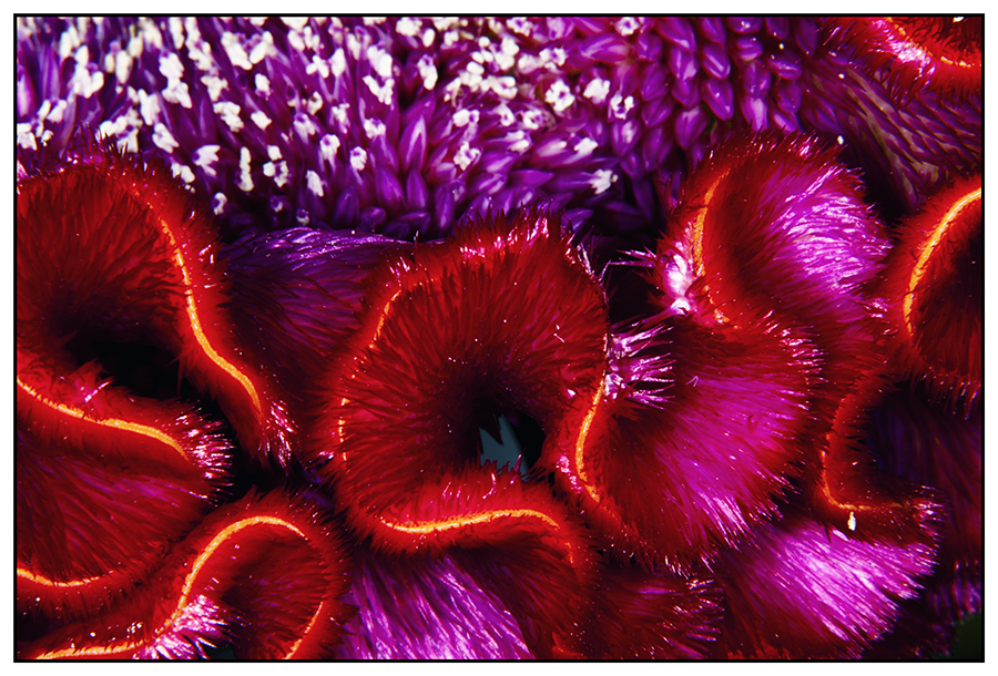 Faszination Macro von TT-Photo-Design