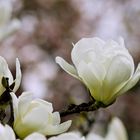 Faszination Magnolienblüte  #1