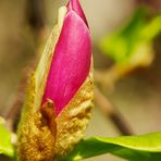 Faszination Magnolienblüte #2
