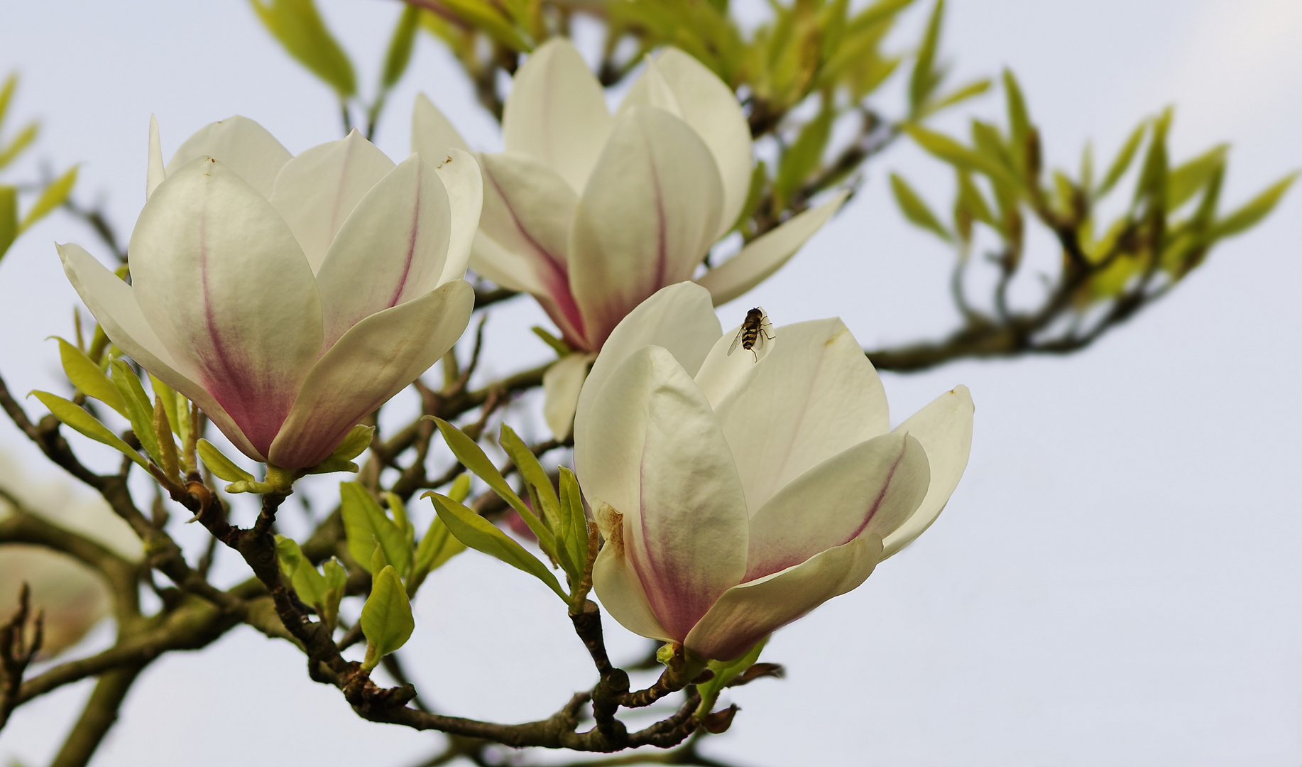 Faszination Magnolienblüte #5