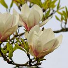 Faszination Magnolienblüte #5