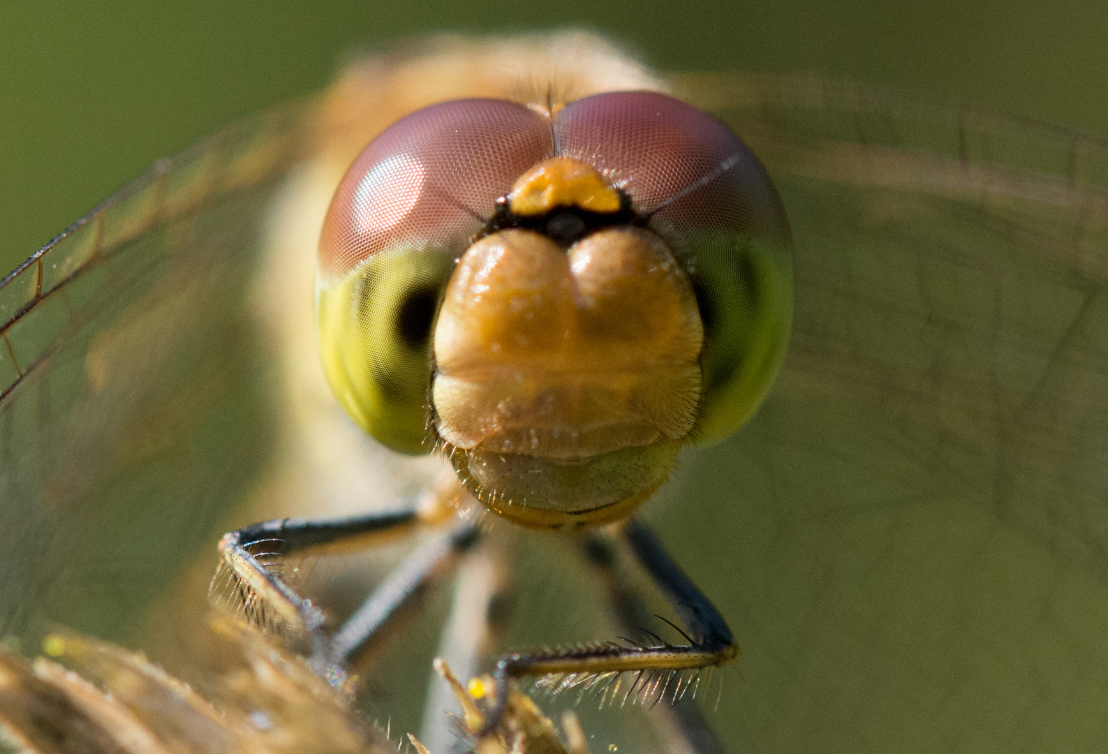 Faszination Makro-Fotografie / fascination macro-photography