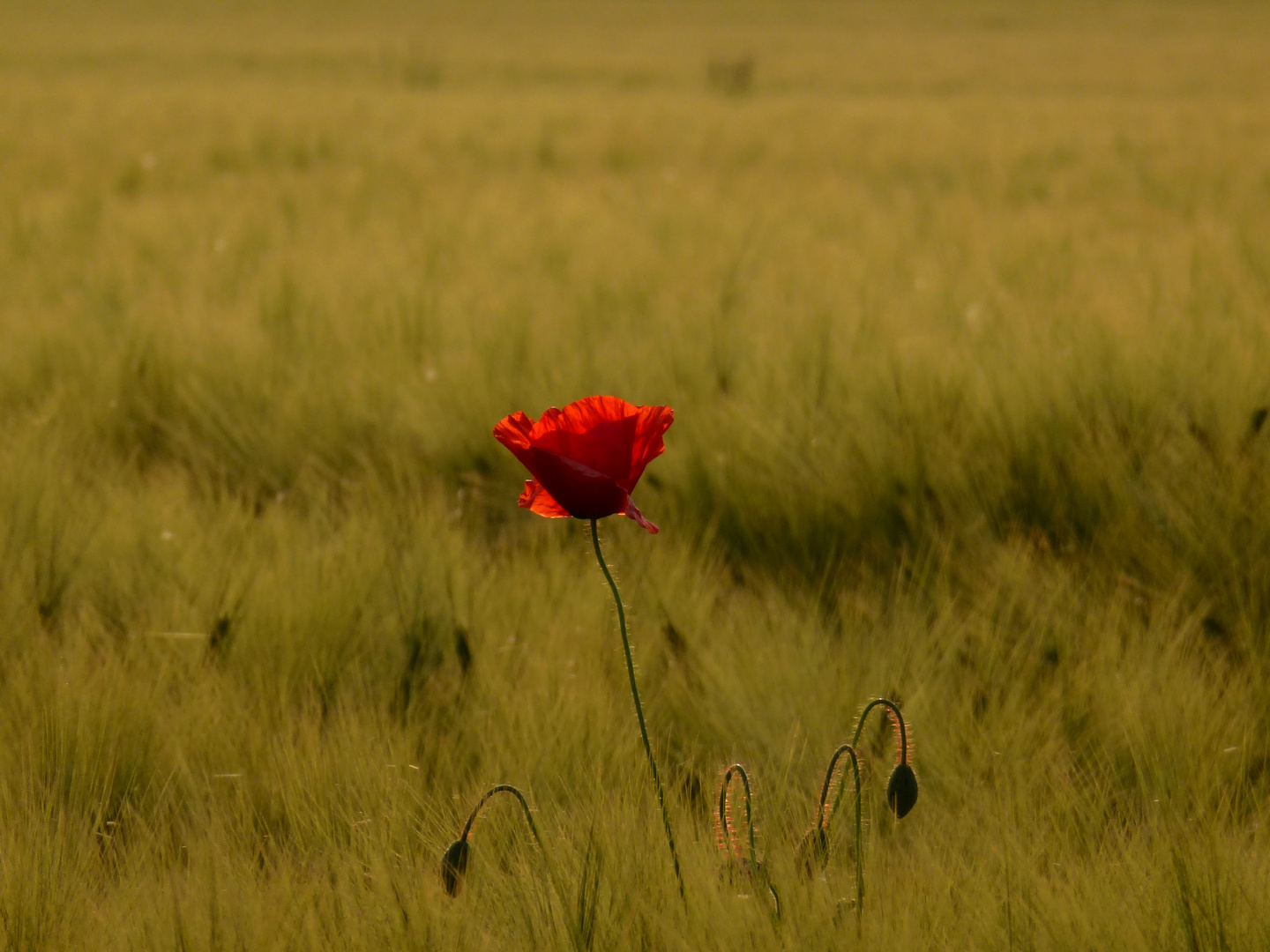 Faszination Mohn