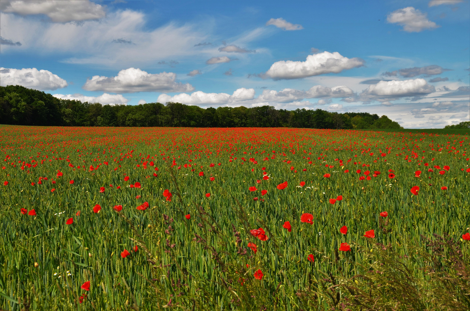 Faszination Mohn