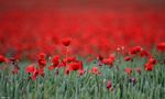 Faszination Mohn VII by Rhapsody09 