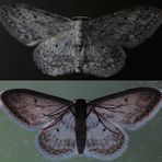 Faszination Nachtfalter - Grauer Zwergspanner (Idaea seriata)