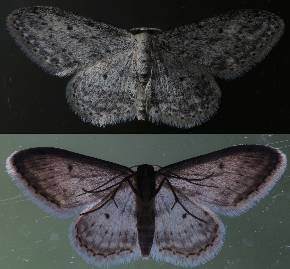 Faszination Nachtfalter - Grauer Zwergspanner (Idaea seriata)