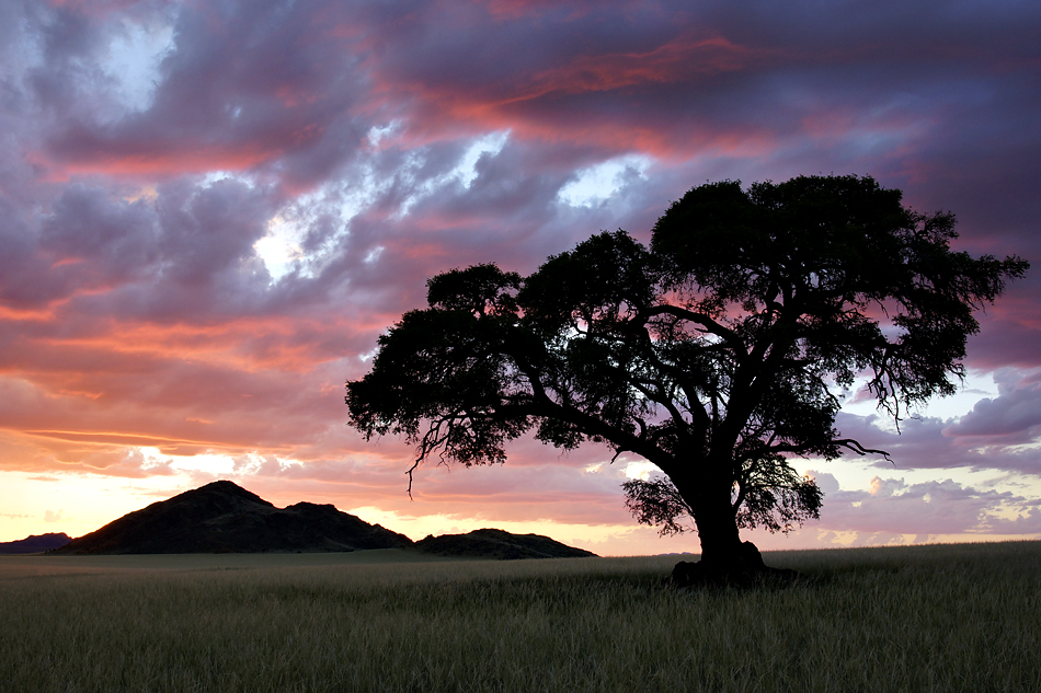 Faszination „Namibia Landschaftsfotografie“ - Der einsame Baum im Abendlicht