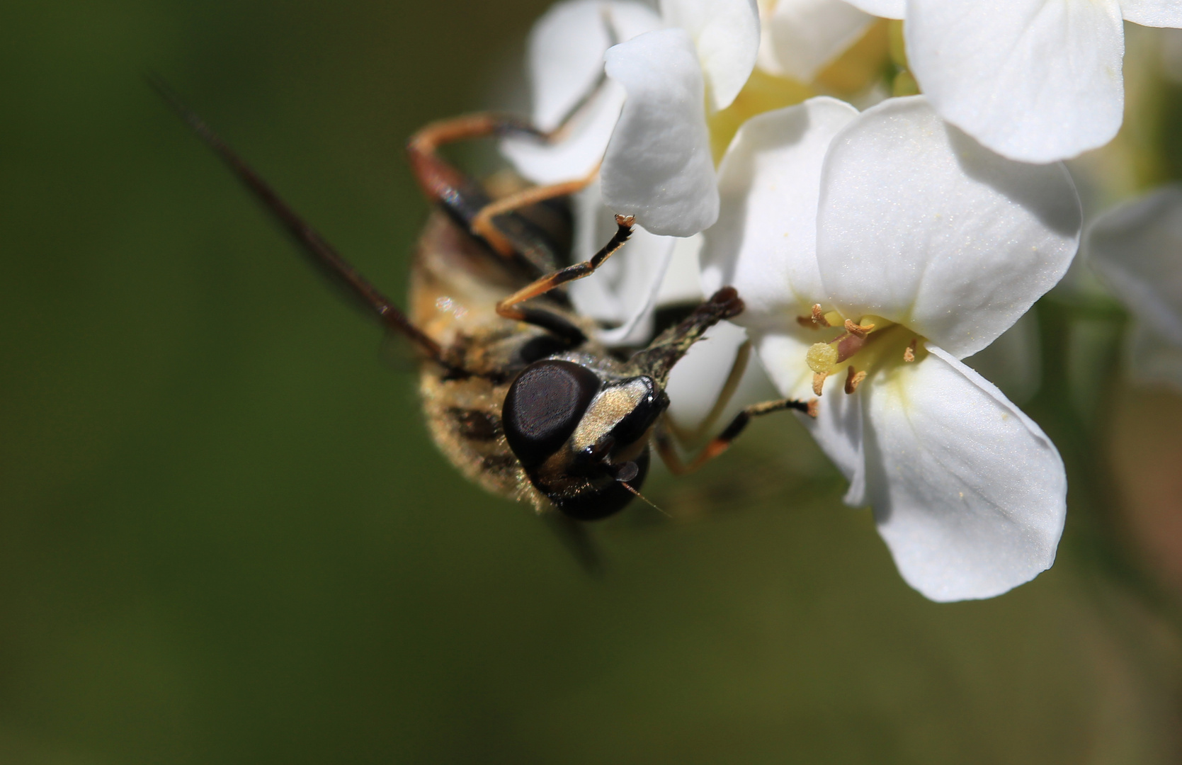 Faszination Natur ... ´13