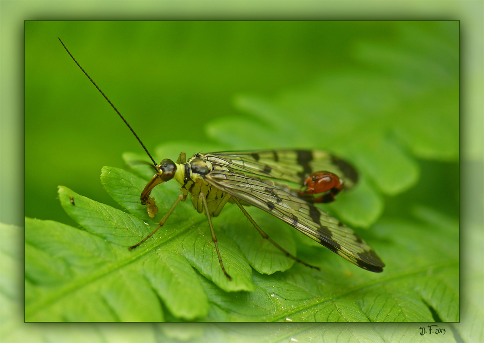 "Faszination Natur"