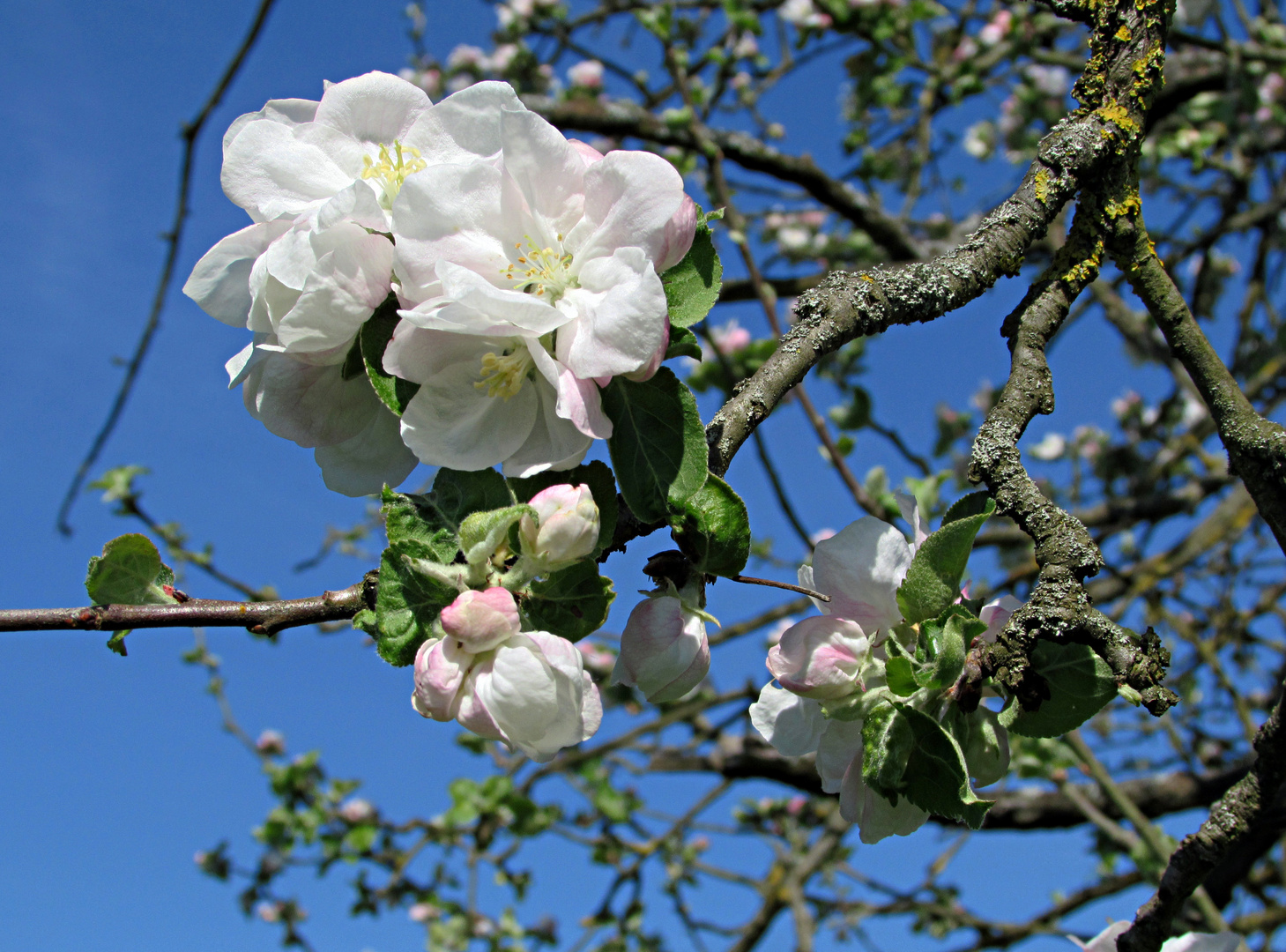 Faszination Natur: Apfelblüte 1