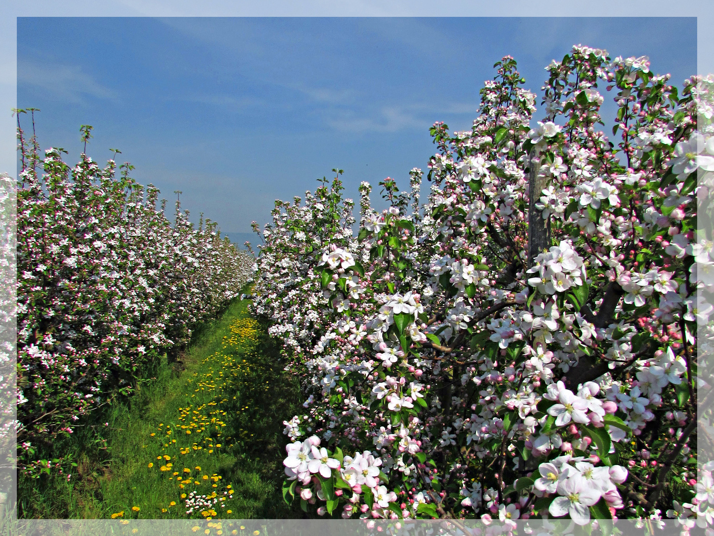 Faszination Natur: Apfelblüte 3