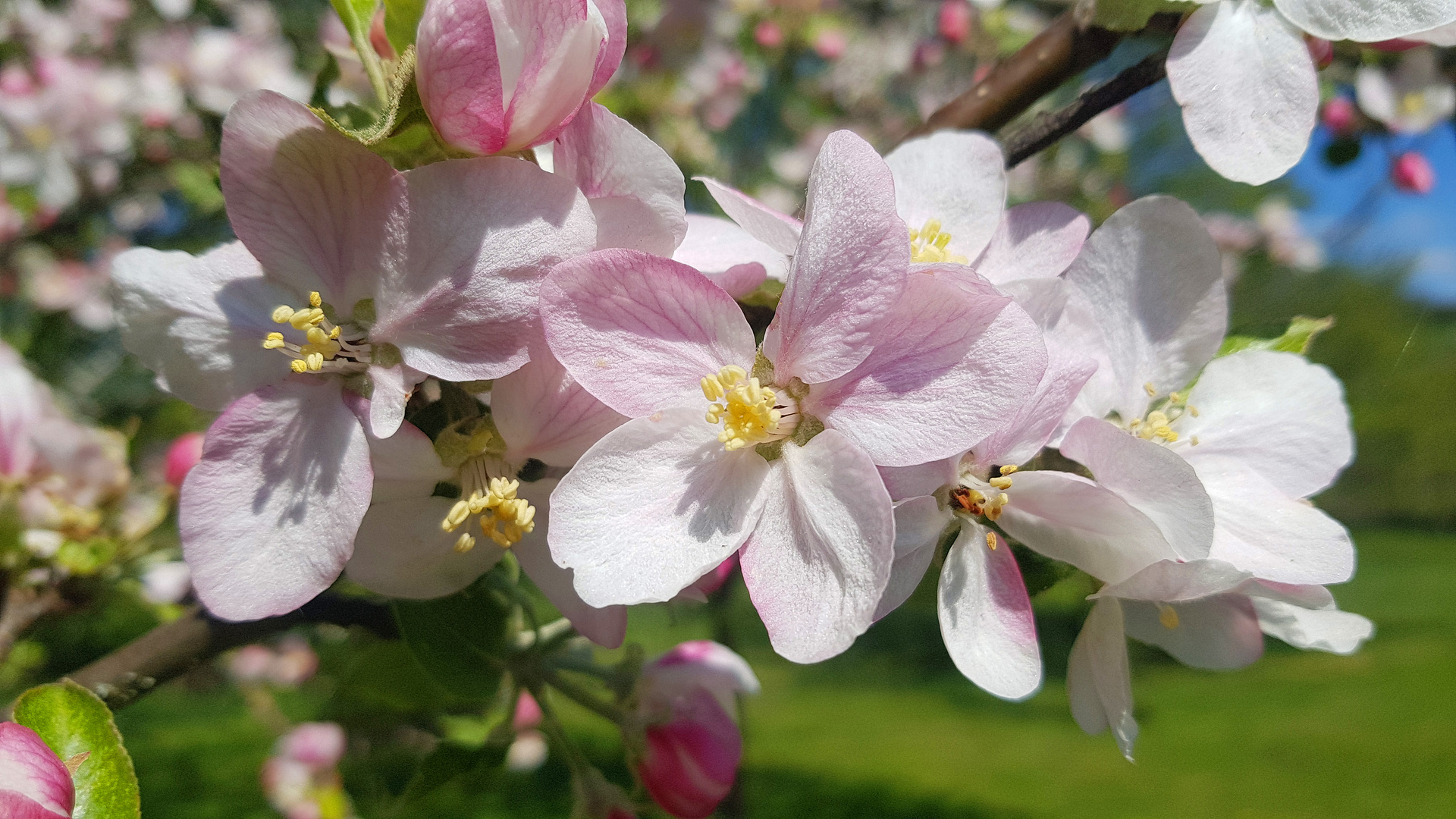 Faszination Natur: Apfelblüte 4