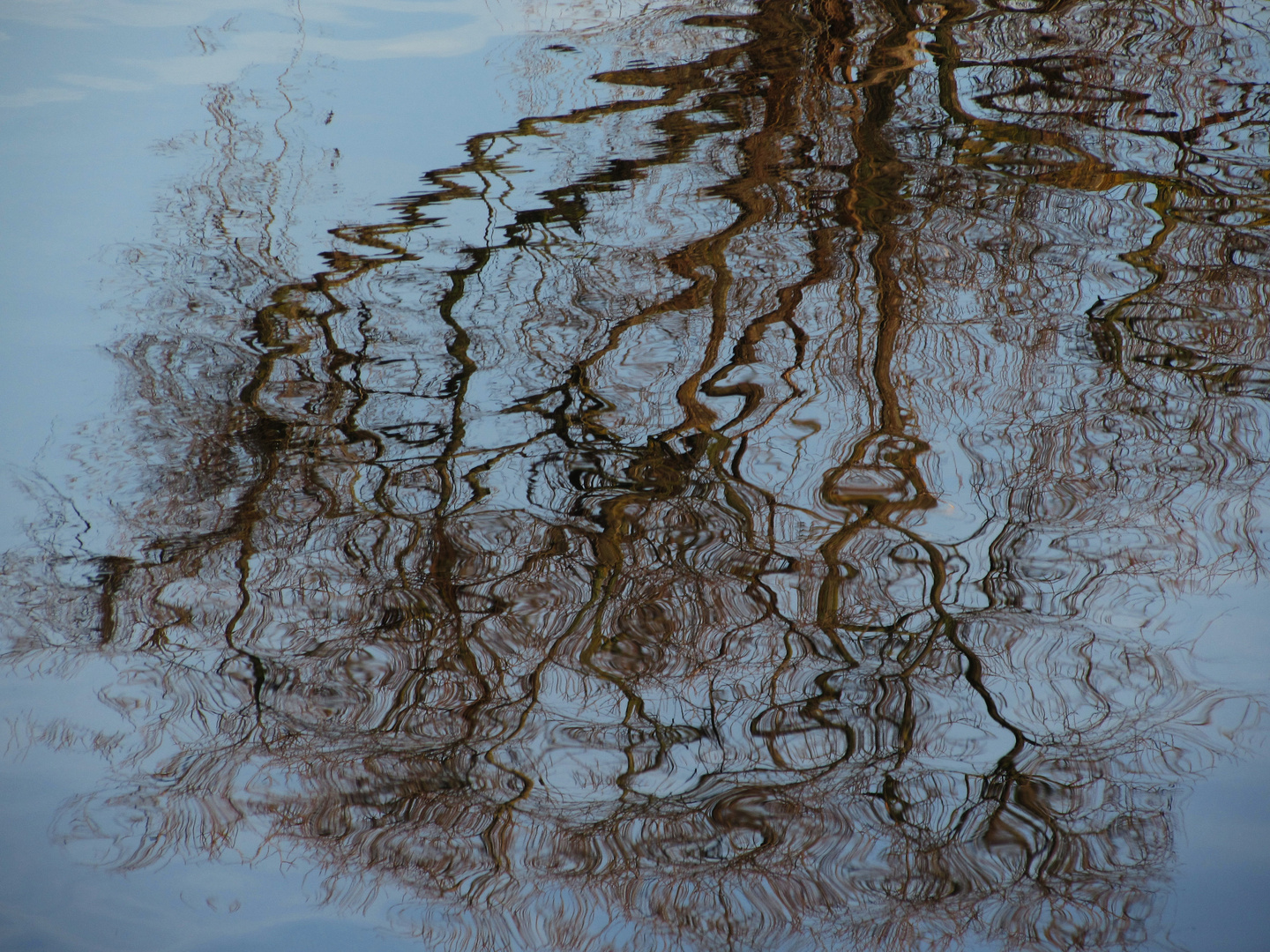 Faszination Natur: Baum im Spiegel